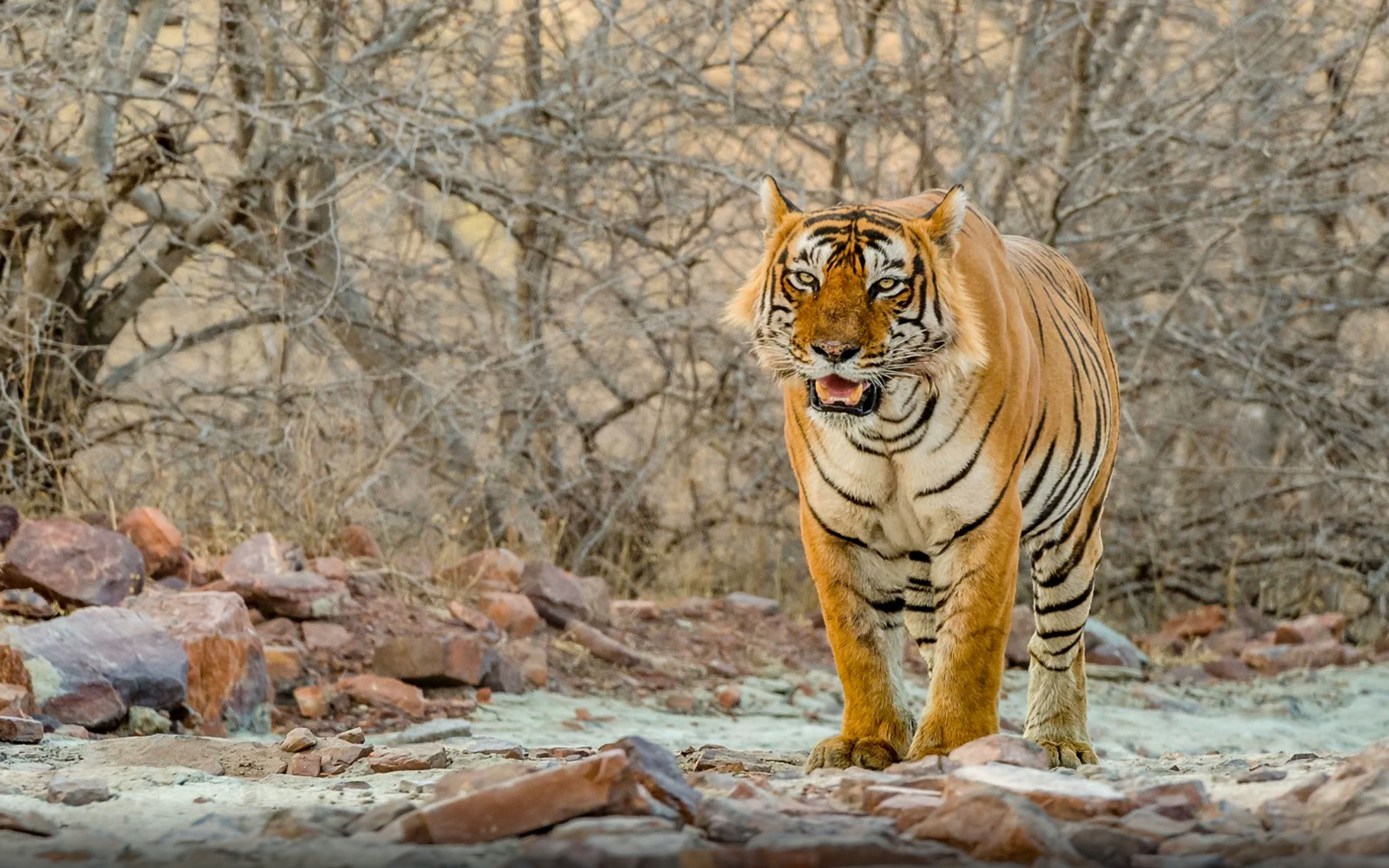 rajasthan-wildlife-tour-jungle-trip-in-rajasthan